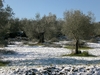 Val d'Orcia - snow covered olive grove
